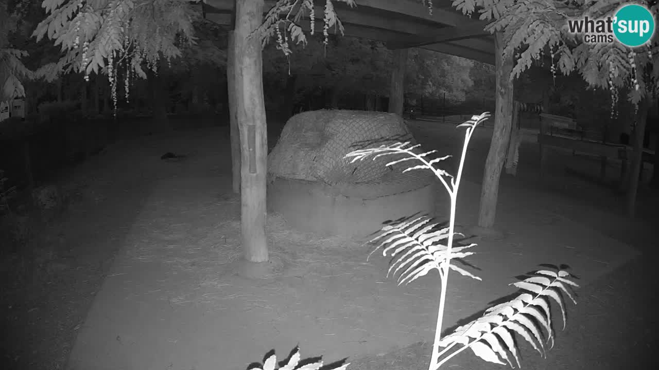Zebre v živo v živalskem vrtu Ljubljana ZOO spletne kamere