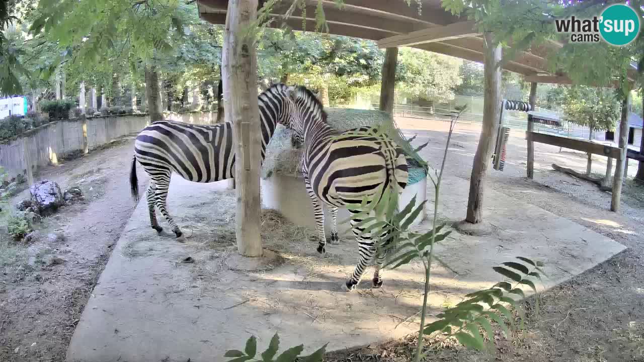 Le Zebre nello ZOO di Ljubljana – Slovenia Live webcam