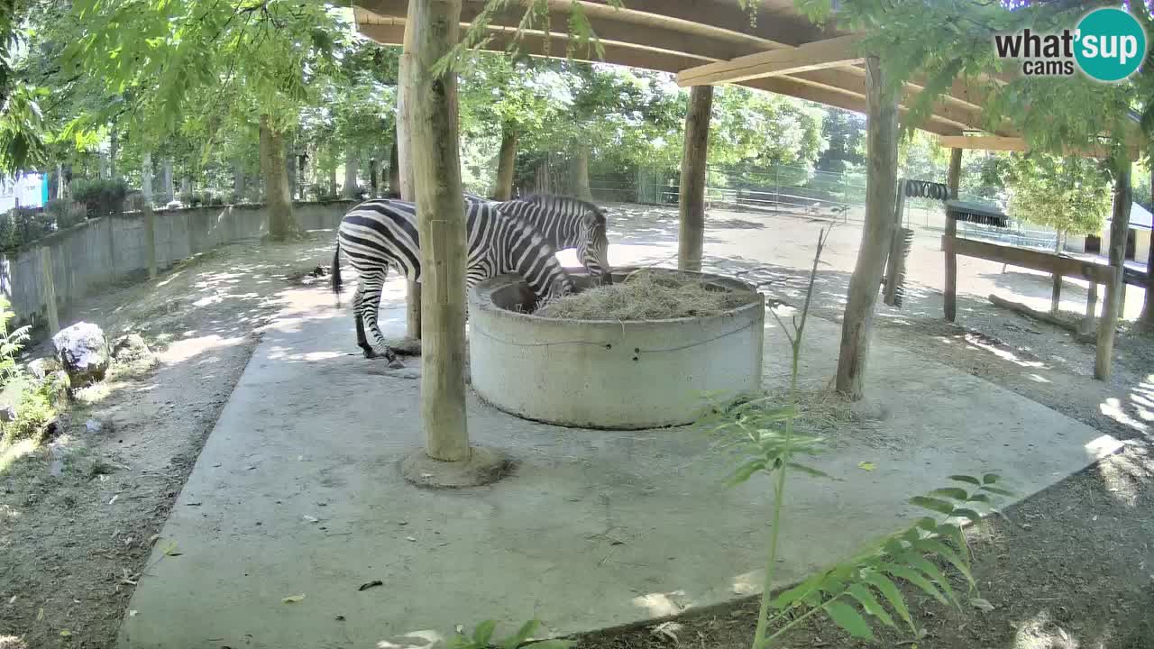 Live webcam Zebras in Ljubljana ZOO – Slovenia