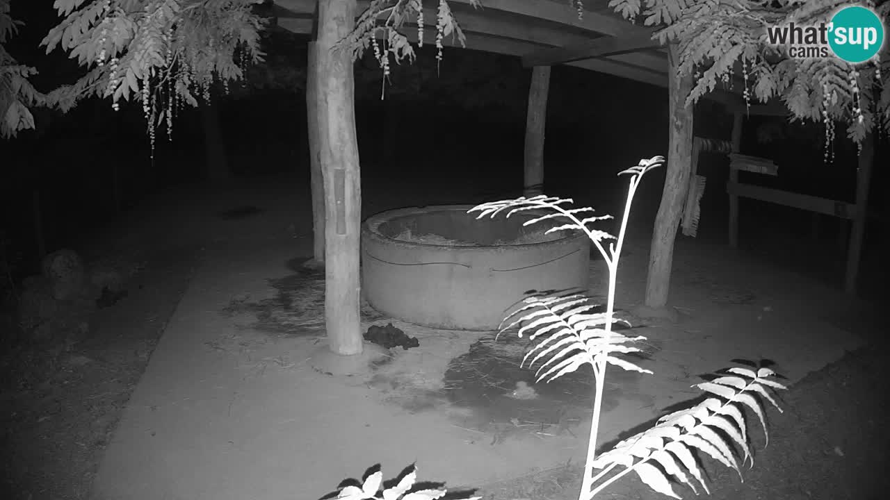 Live webcam Zebras in Ljubljana ZOO – Slovenia