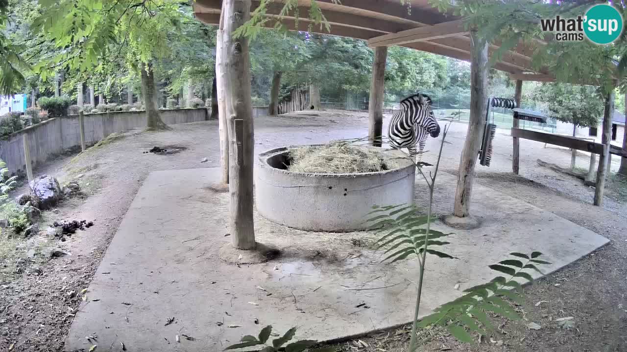 Live Webcam Zebras in Ljubljana ZOO – Slowenien