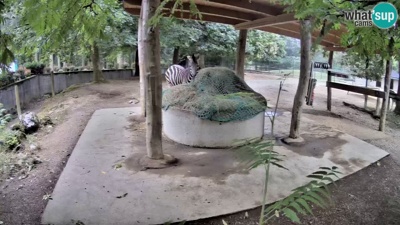 Live webcam Les zèbres in Ljubljana ZOO – Slovénie