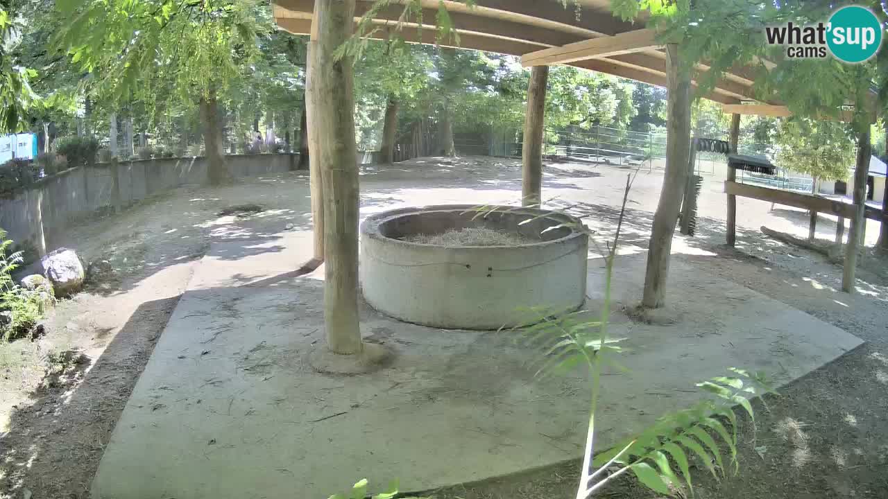 Le Zebre nello ZOO di Ljubljana – Slovenia Live webcam