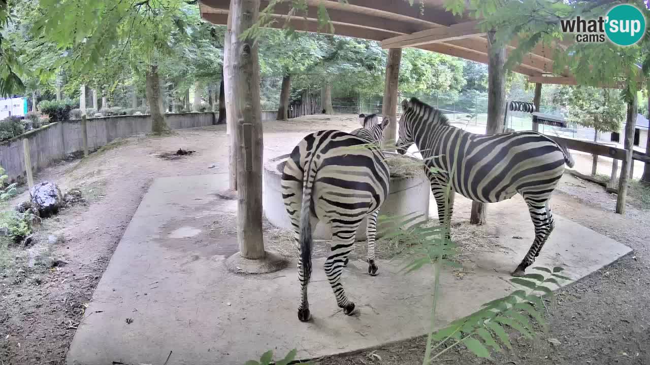 Le Zebre nello ZOO di Ljubljana – Slovenia Live webcam