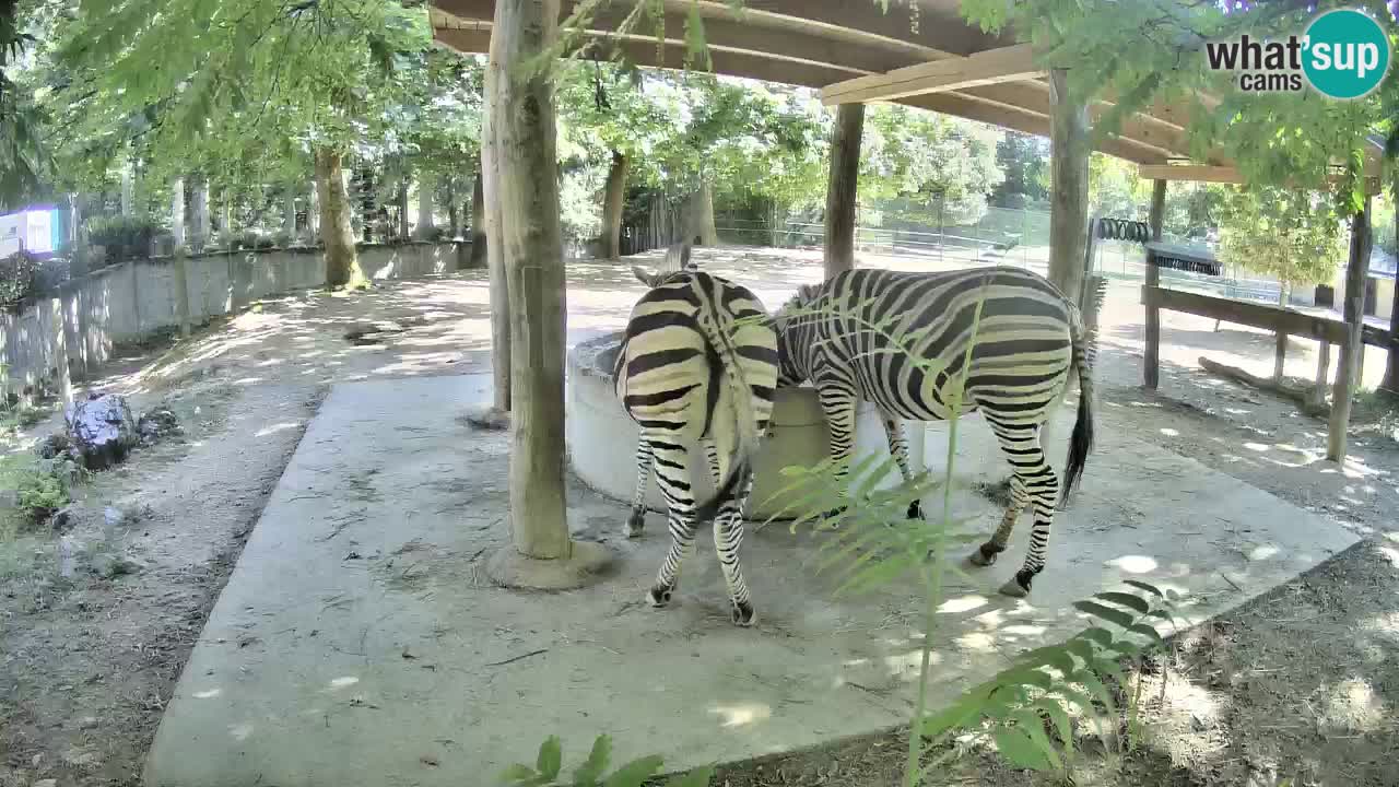 Camera en vivo Cebras in Ljubljana ZOO – Eslovenia