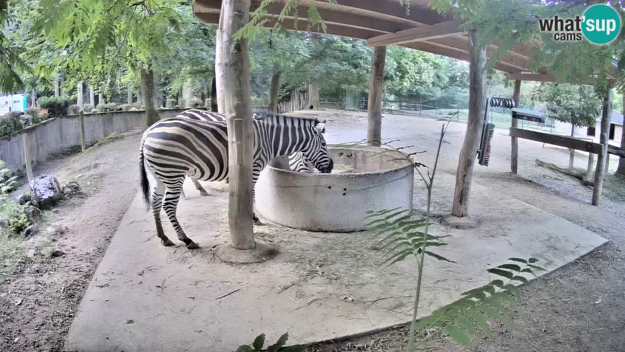 Zebre v živo v živalskem vrtu Ljubljana ZOO spletne kamere