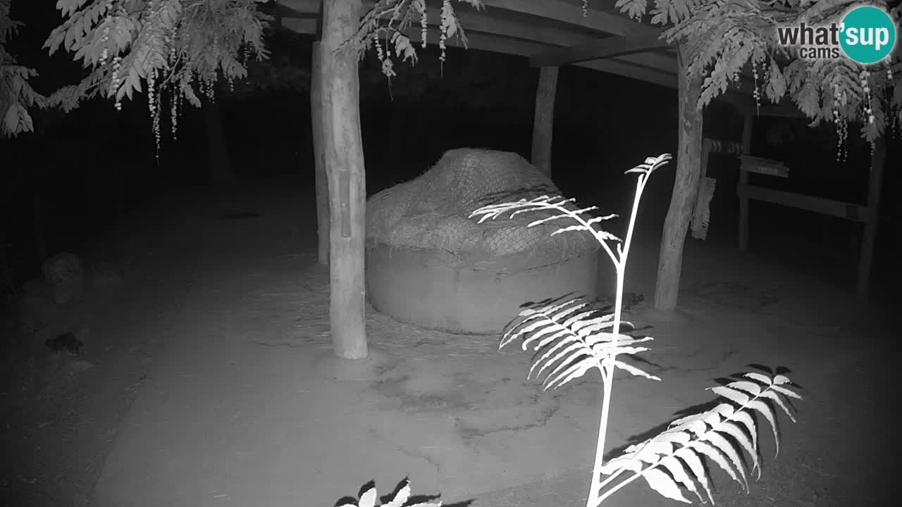 Le Zebre nello ZOO di Ljubljana – Slovenia Live webcam