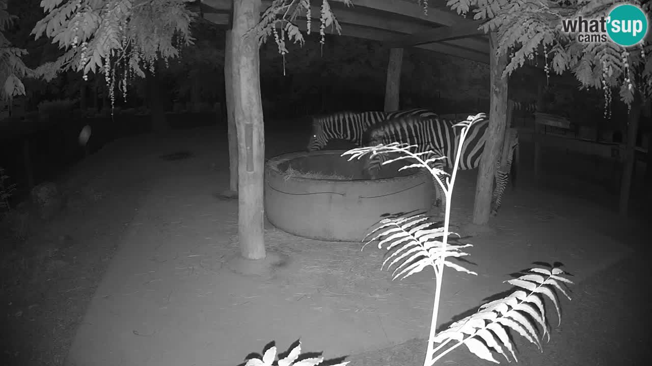 Live Webcam Zebras in Ljubljana ZOO – Slowenien