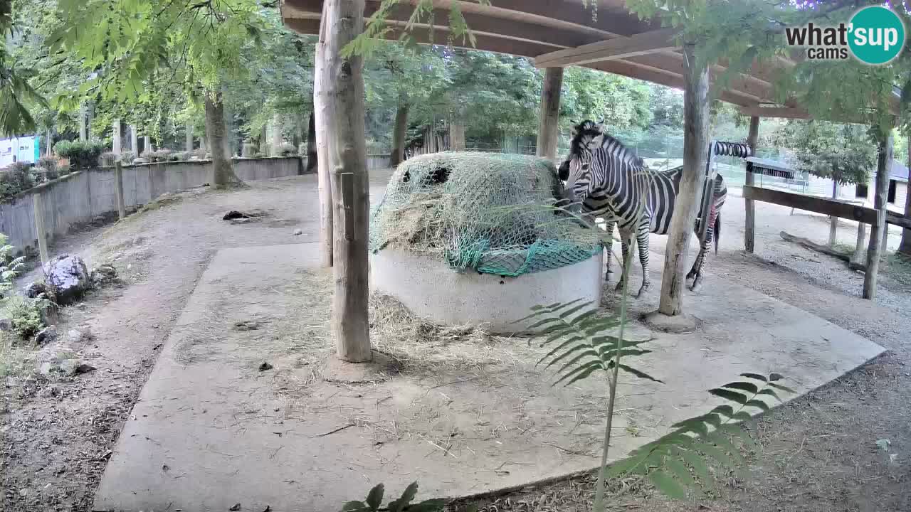 Camera en vivo Cebras in Ljubljana ZOO – Eslovenia