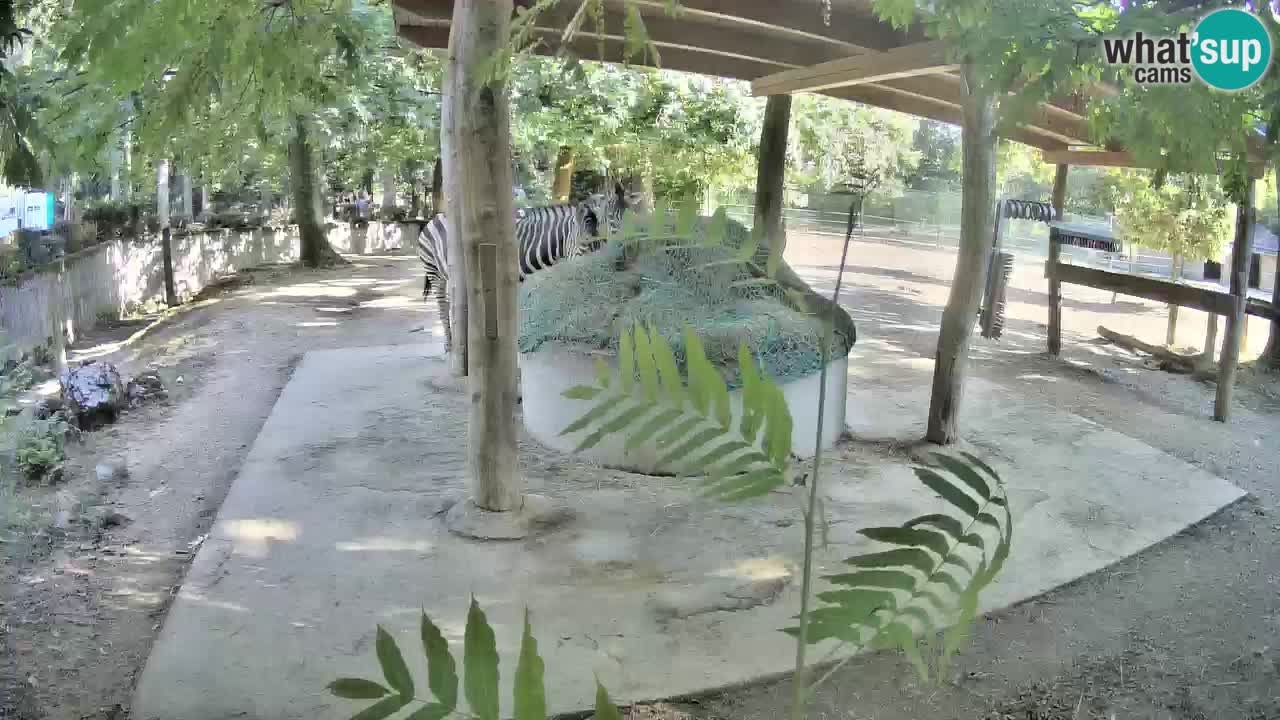 Le Zebre nello ZOO di Ljubljana – Slovenia Live webcam