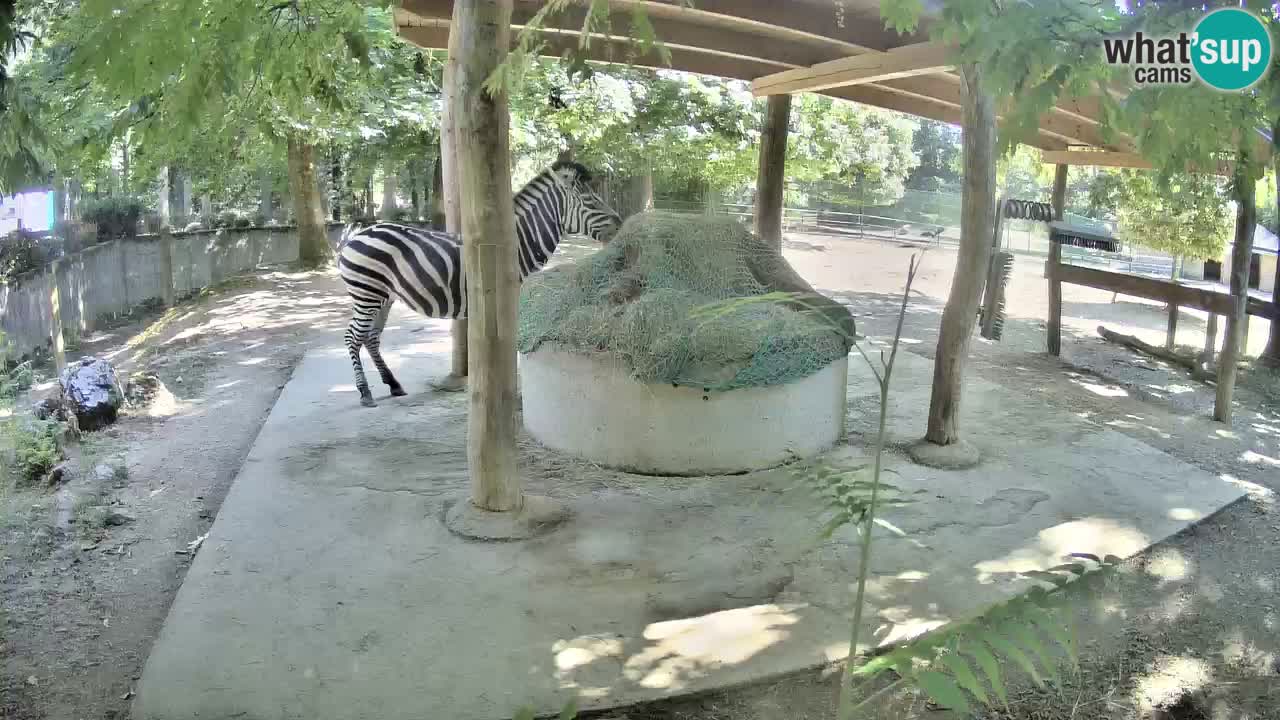 Live webcam Les zèbres in Ljubljana ZOO – Slovénie