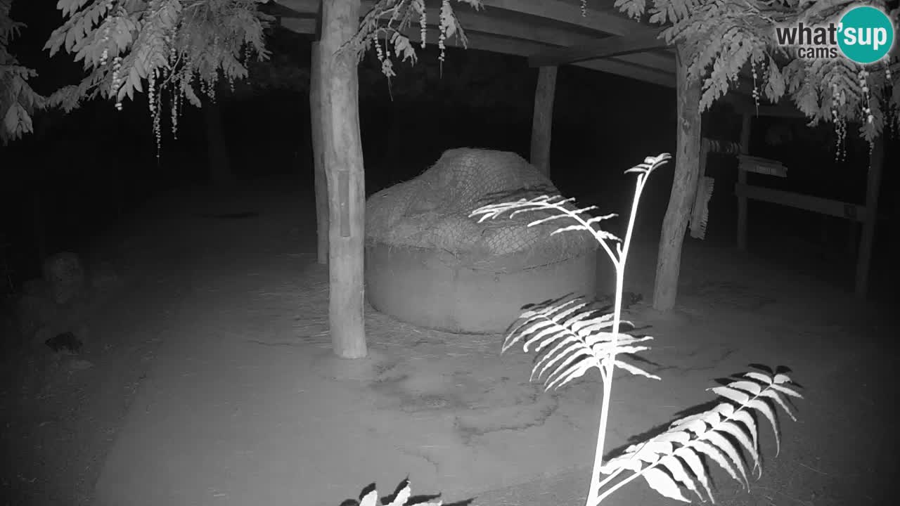 Live Webcam Zebras in Ljubljana ZOO – Slowenien