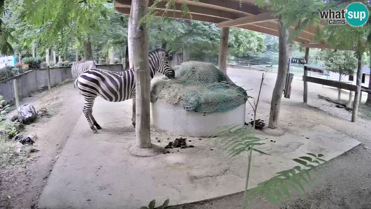 Live Webcam Zebras in Ljubljana ZOO – Slowenien