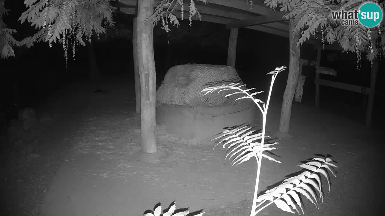 Le Zebre nello ZOO di Ljubljana – Slovenia Live webcam