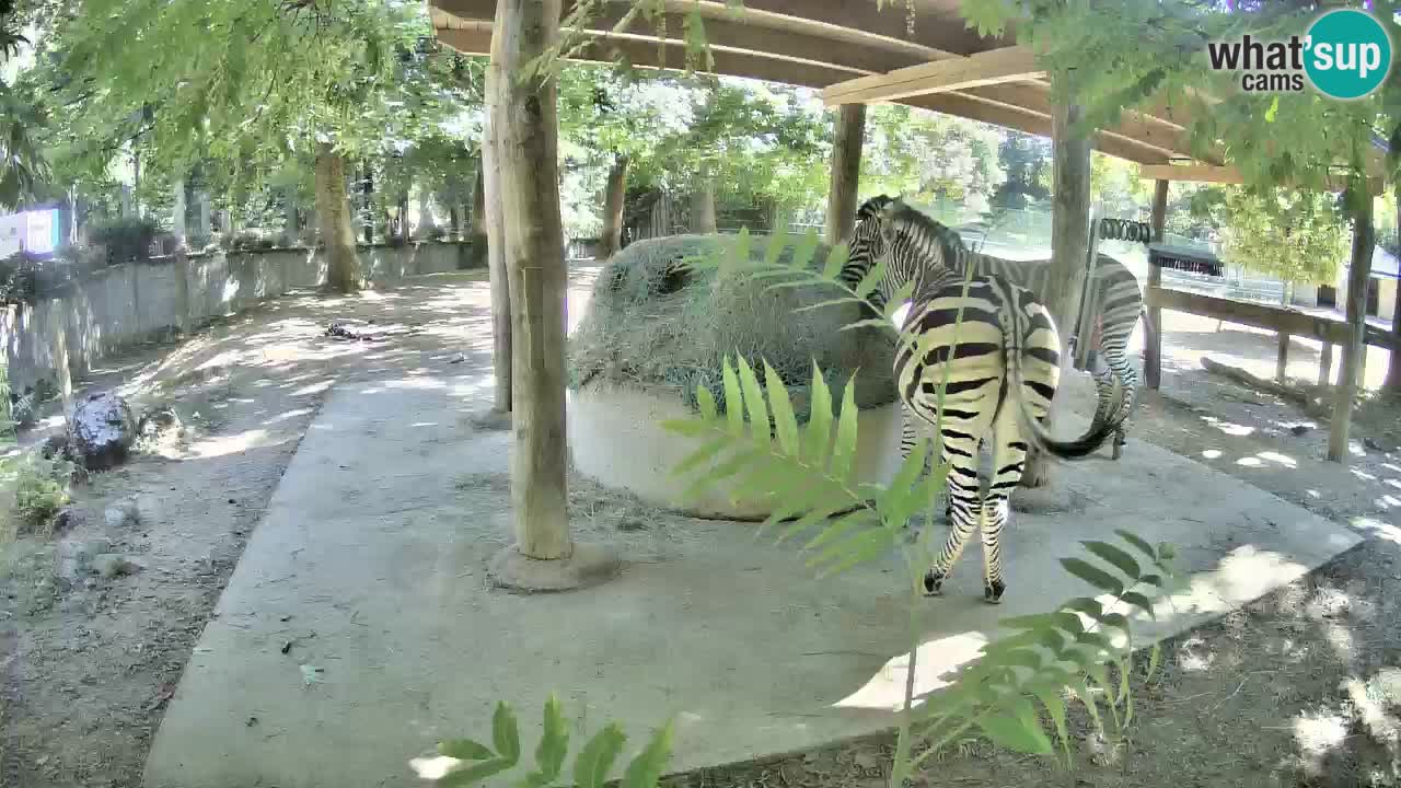 Live webcam Zebras in Ljubljana ZOO – Slovenia