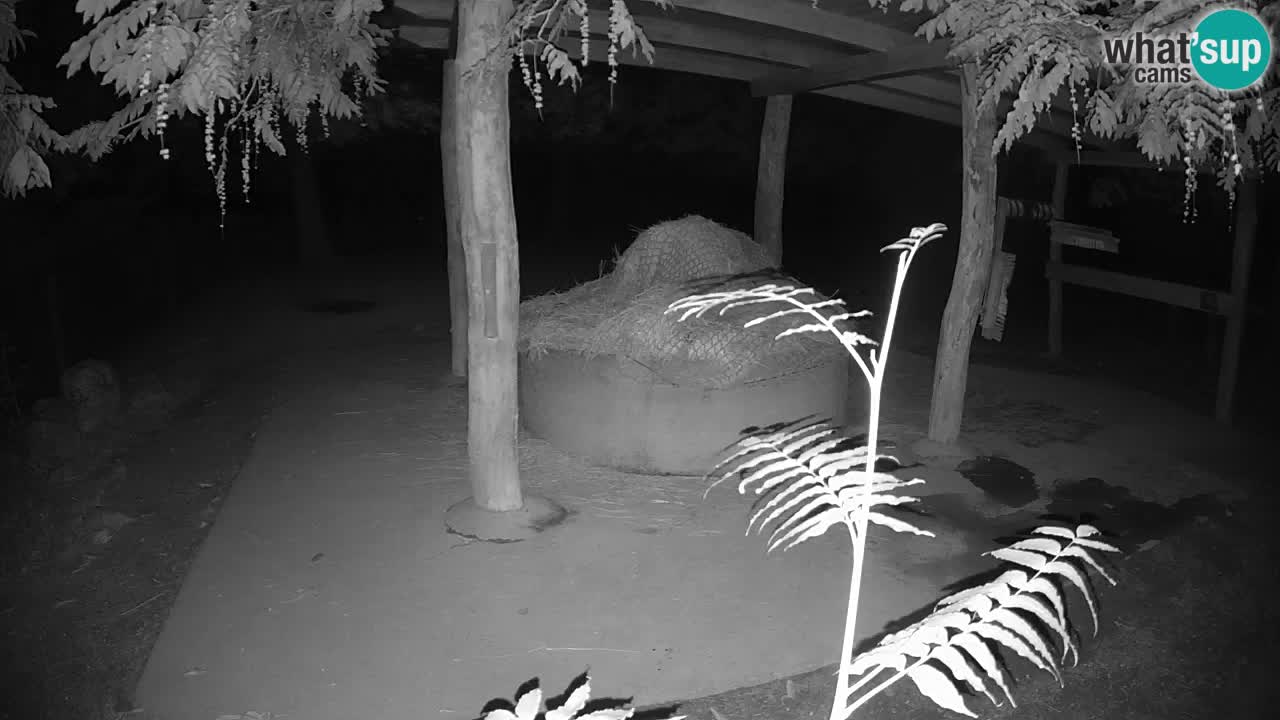 Camera en vivo Cebras in Ljubljana ZOO – Eslovenia