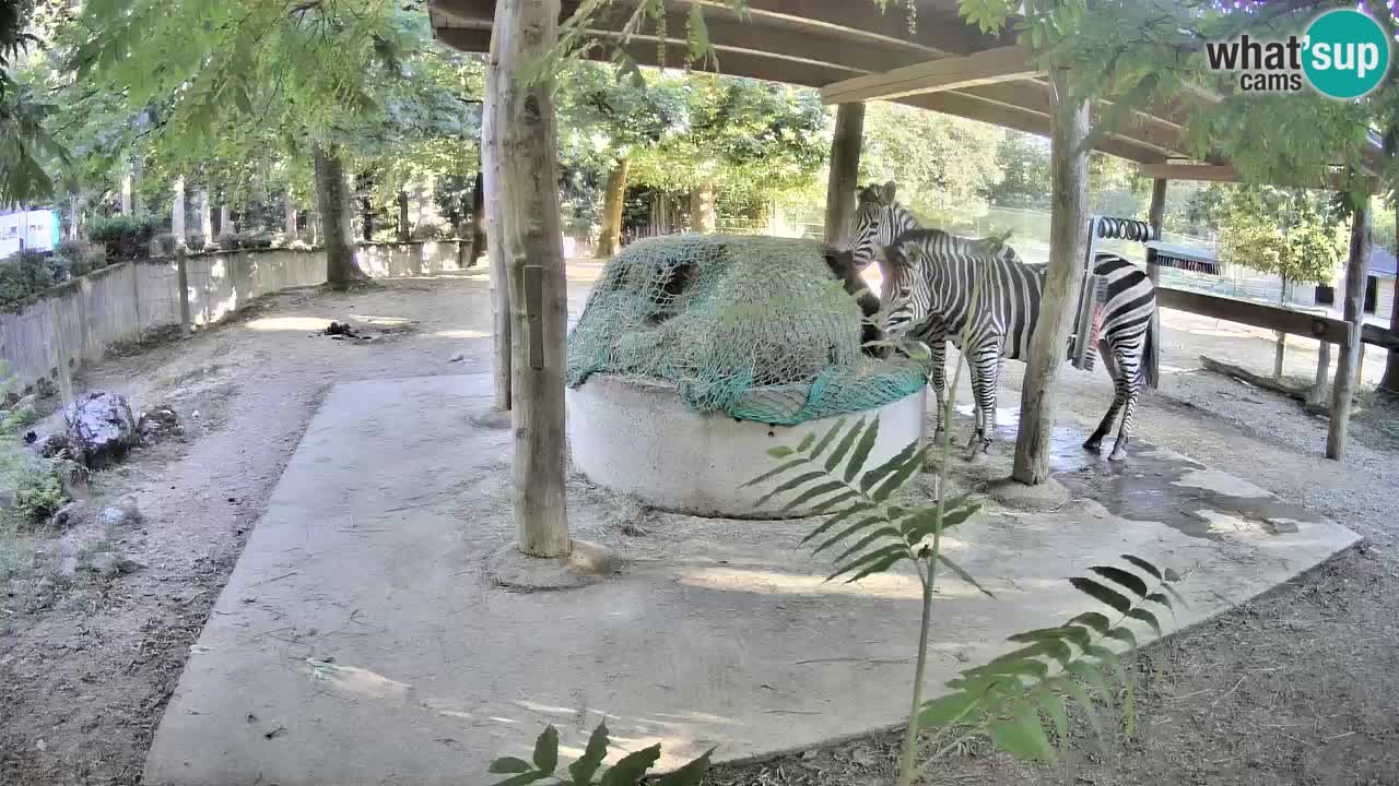 Live webcam Les zèbres in Ljubljana ZOO – Slovénie