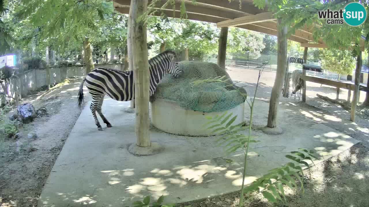 Live Webcam Zebras in Ljubljana ZOO – Slowenien