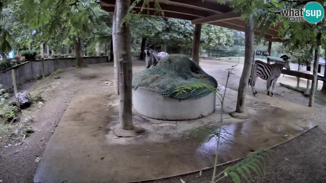 Live Webcam Zebras in Ljubljana ZOO – Slowenien