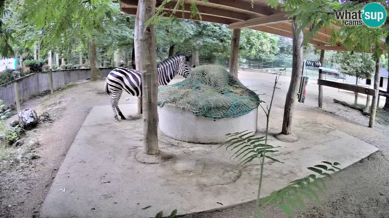 Live webcam Zebras in Ljubljana ZOO – Slovenia