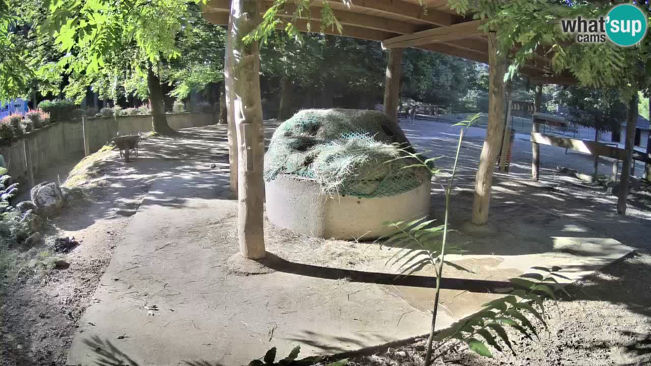 Live webcam Zebras in Ljubljana ZOO – Slovenia