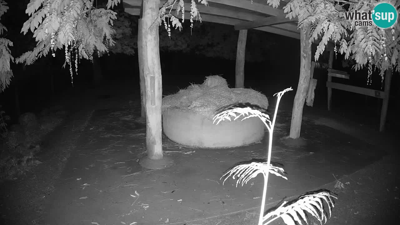 Live webcam Les zèbres in Ljubljana ZOO – Slovénie