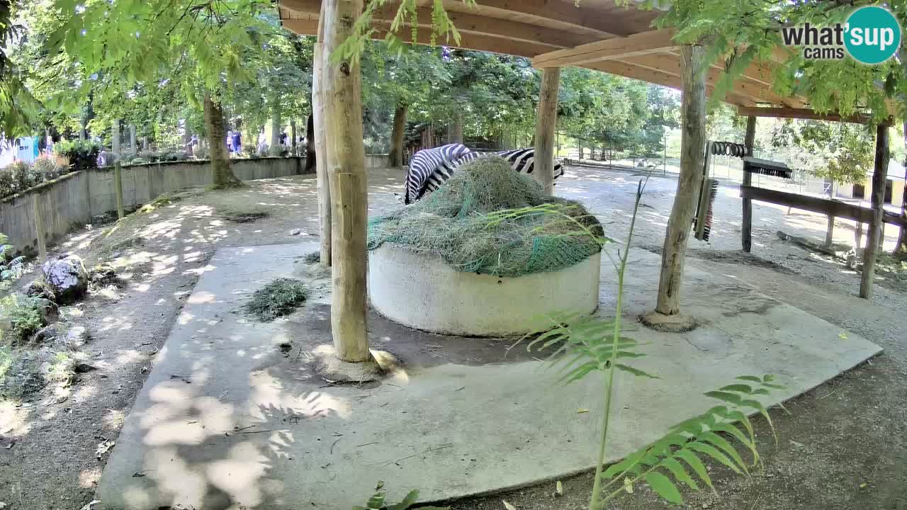 Web kamera uživo Zebras u ZOO Ljubljana – Slovenija