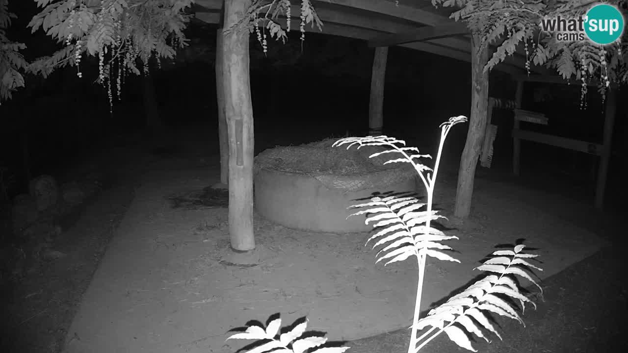 Live webcam Zebras in Ljubljana ZOO – Slovenia