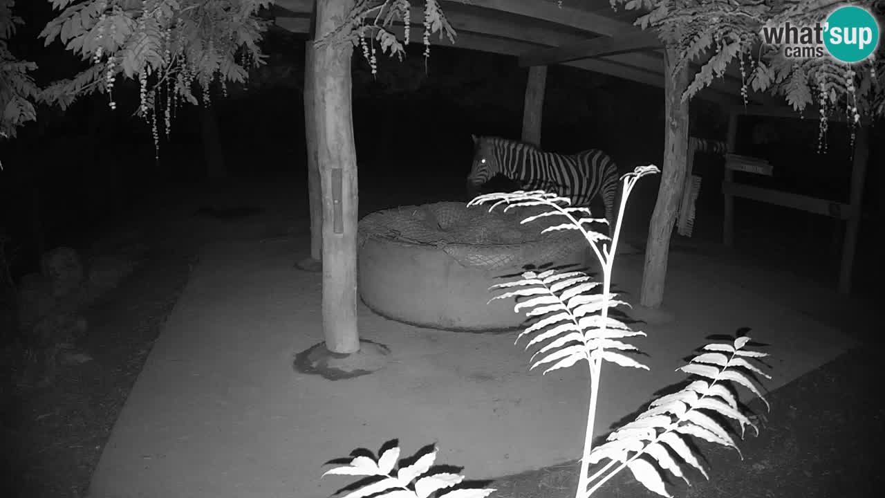 Le Zebre nello ZOO di Ljubljana – Slovenia Live webcam