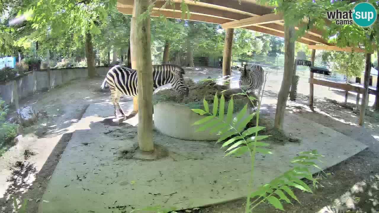 Live webcam Les zèbres in Ljubljana ZOO – Slovénie