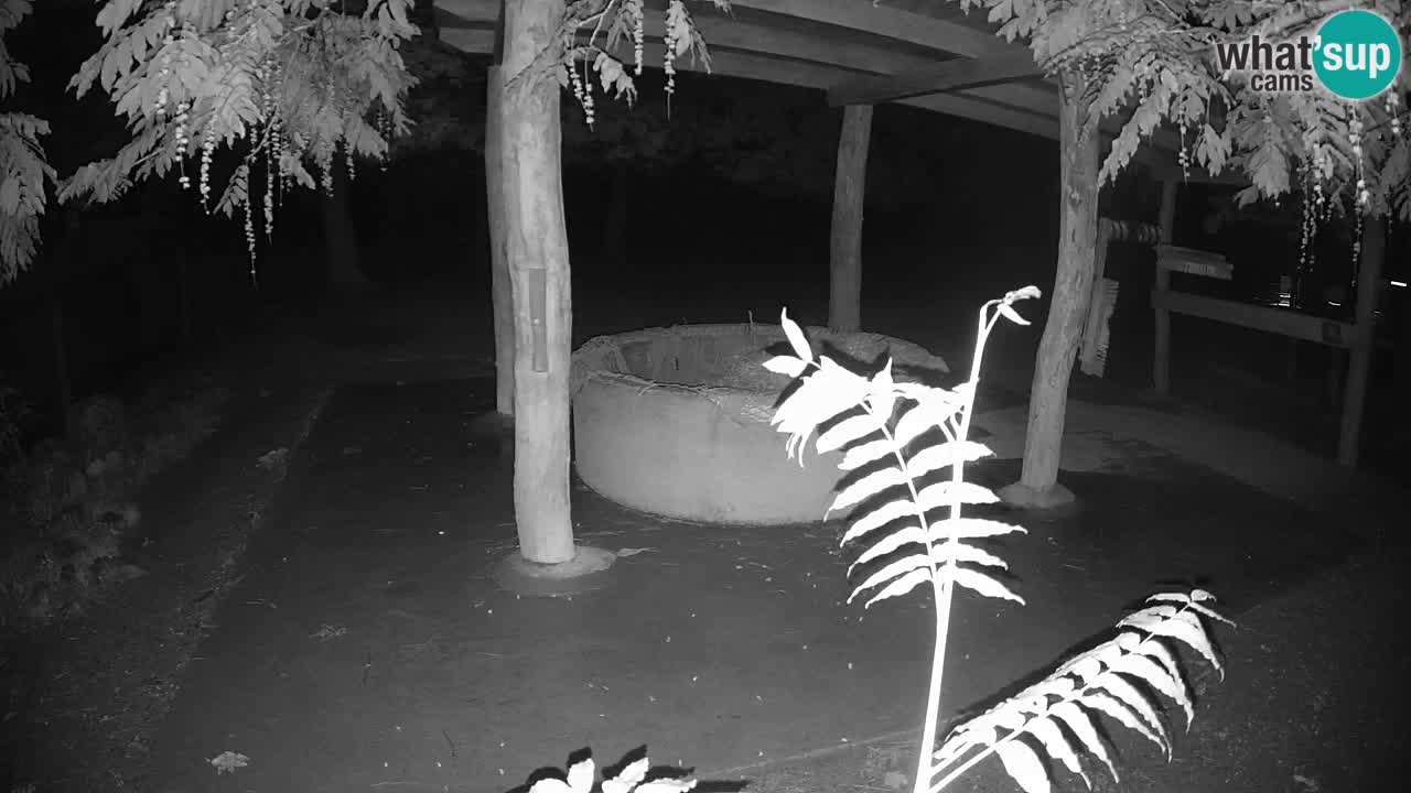 Le Zebre nello ZOO di Ljubljana – Slovenia Live webcam