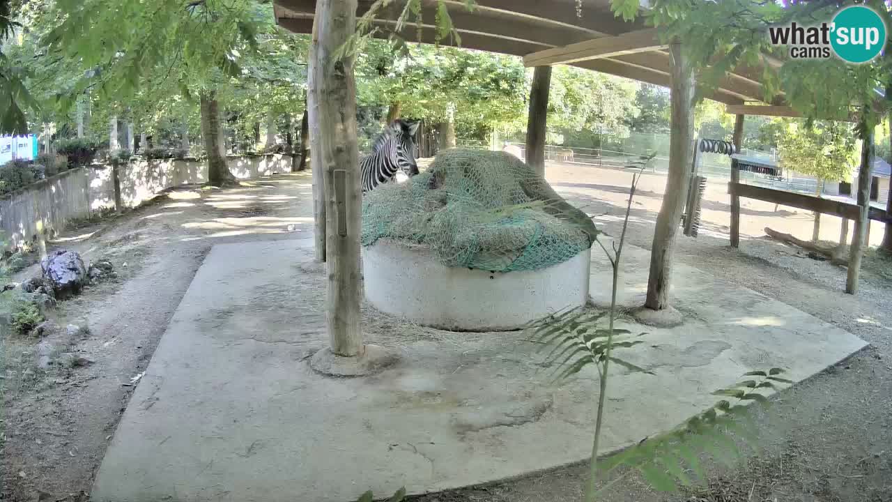 Live Webcam Zebras in Ljubljana ZOO – Slowenien