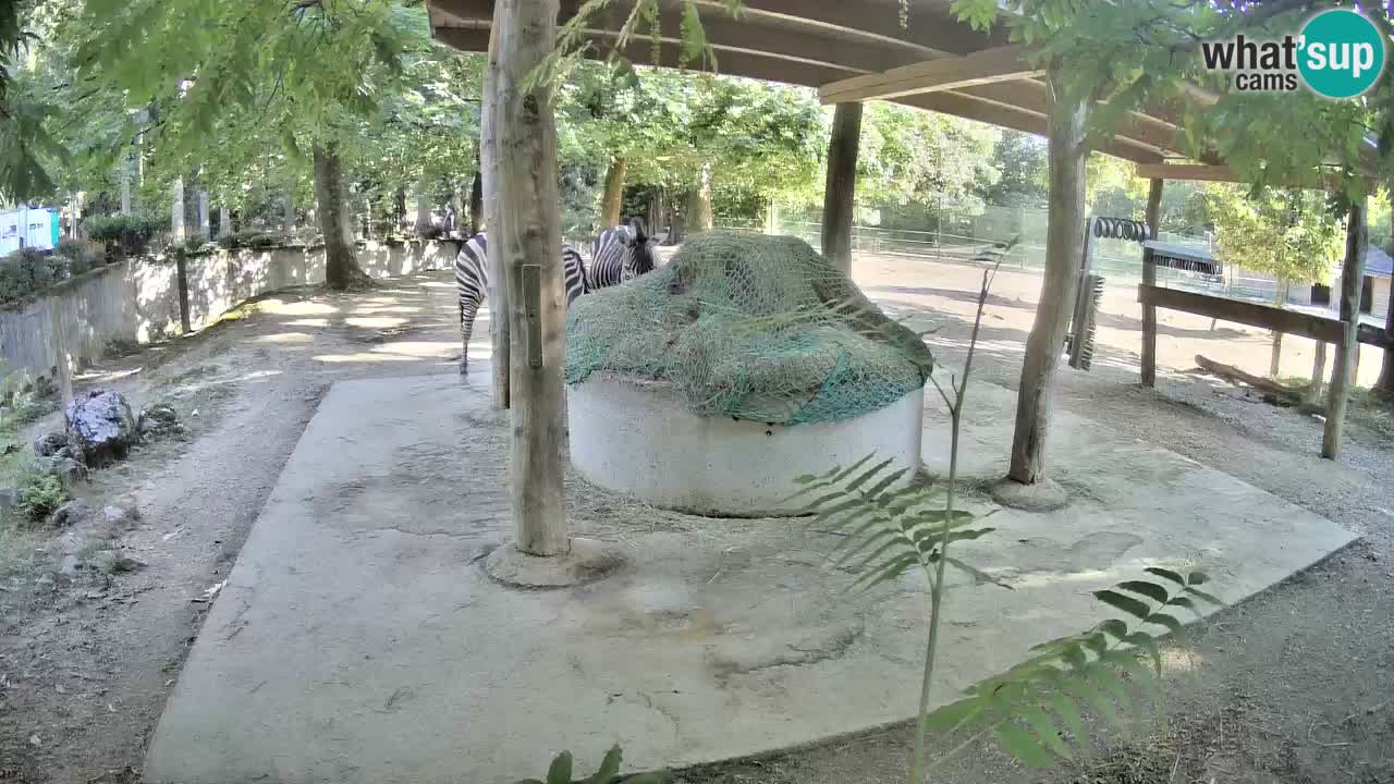 Live webcam Les zèbres in Ljubljana ZOO – Slovénie
