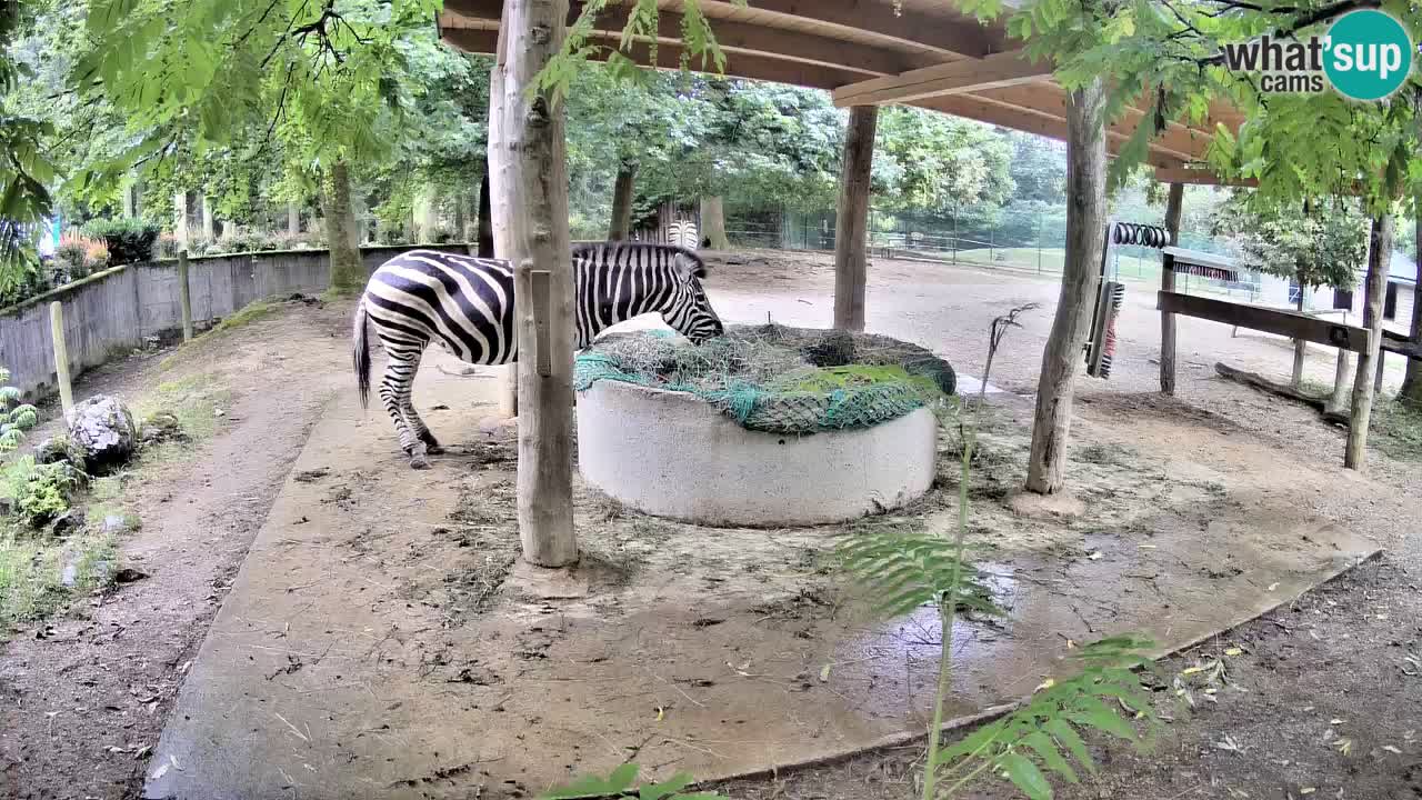 Live Webcam Zebras in Ljubljana ZOO – Slowenien