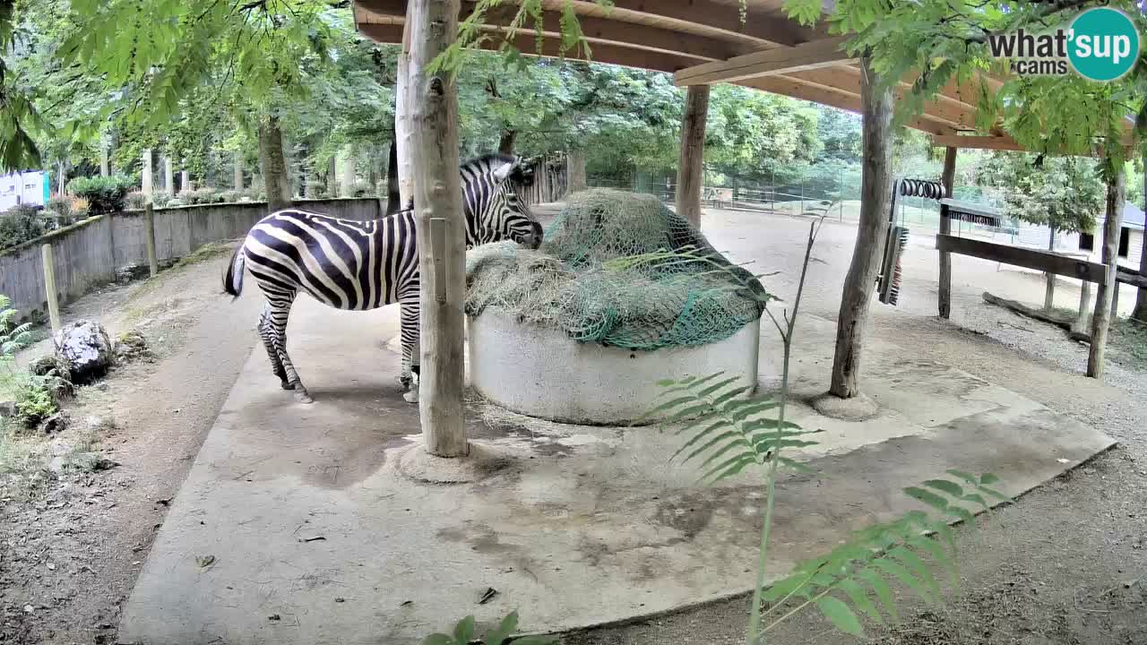 Live Webcam Zebras in Ljubljana ZOO – Slowenien