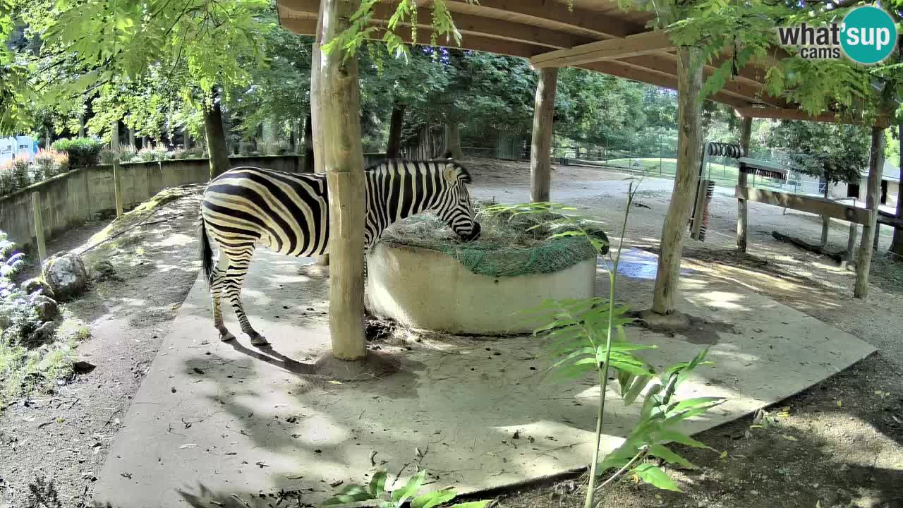 Live webcam Zebras in Ljubljana ZOO – Slovenia