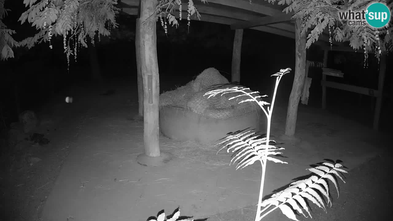 Live Webcam Zebras in Ljubljana ZOO – Slowenien