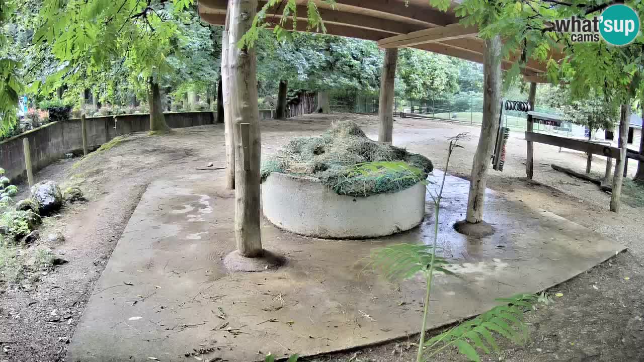 Camera en vivo Cebras in Ljubljana ZOO – Eslovenia