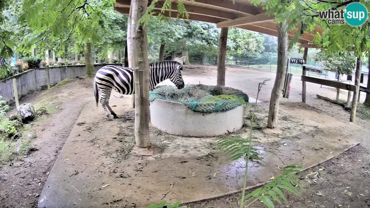 Live webcam Les zèbres in Ljubljana ZOO – Slovénie