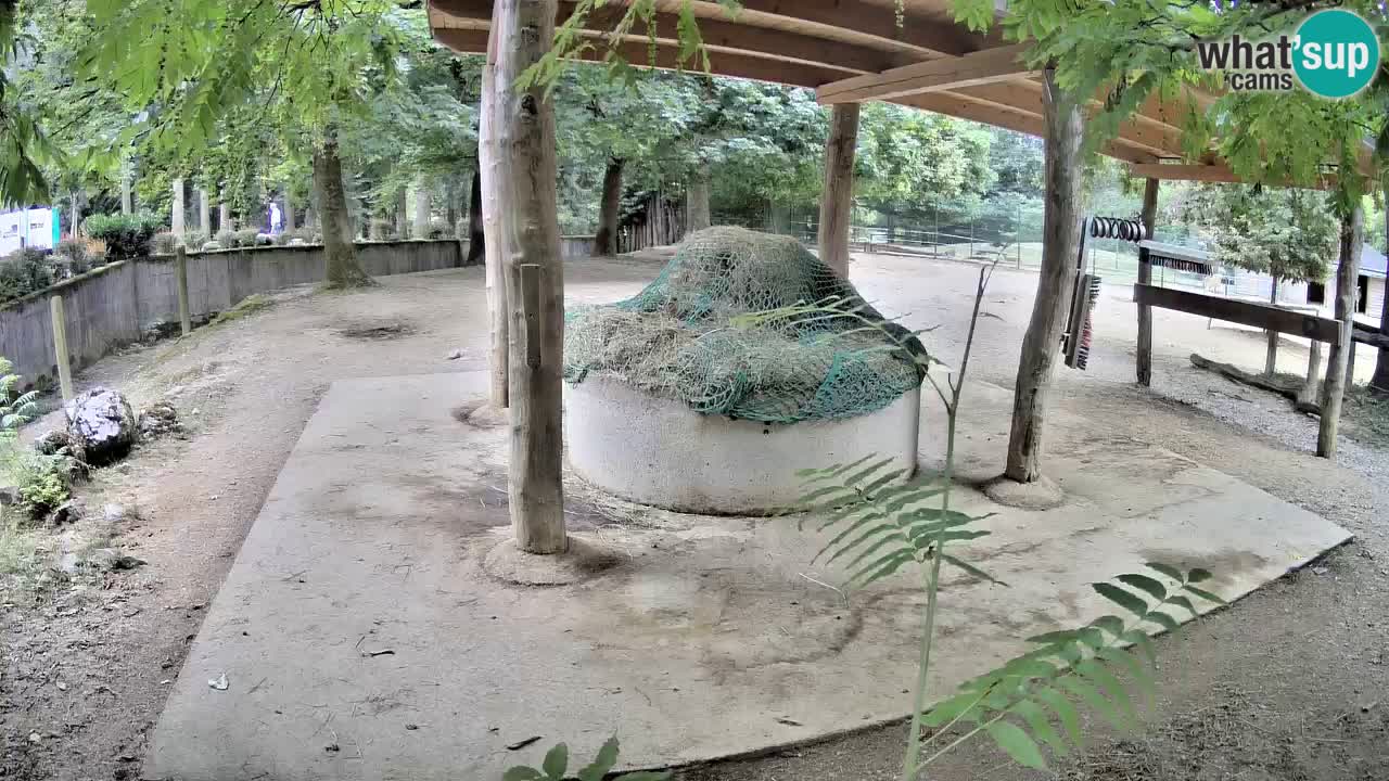 Live webcam Zebras in Ljubljana ZOO – Slovenia