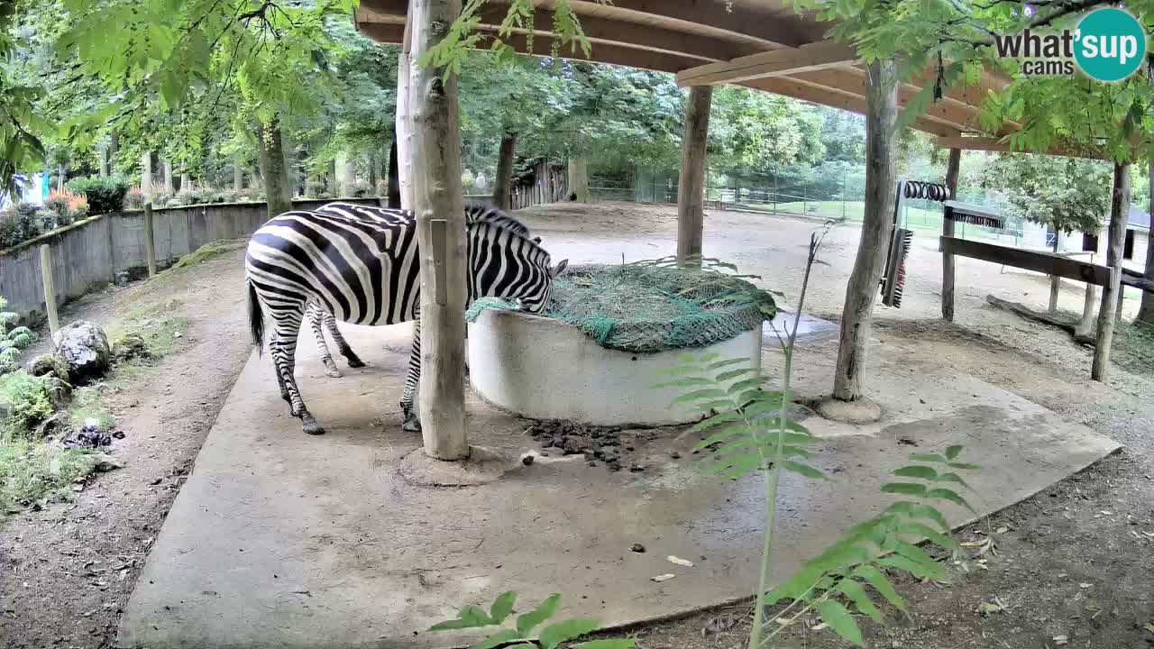 Live webcam Les zèbres in Ljubljana ZOO – Slovénie