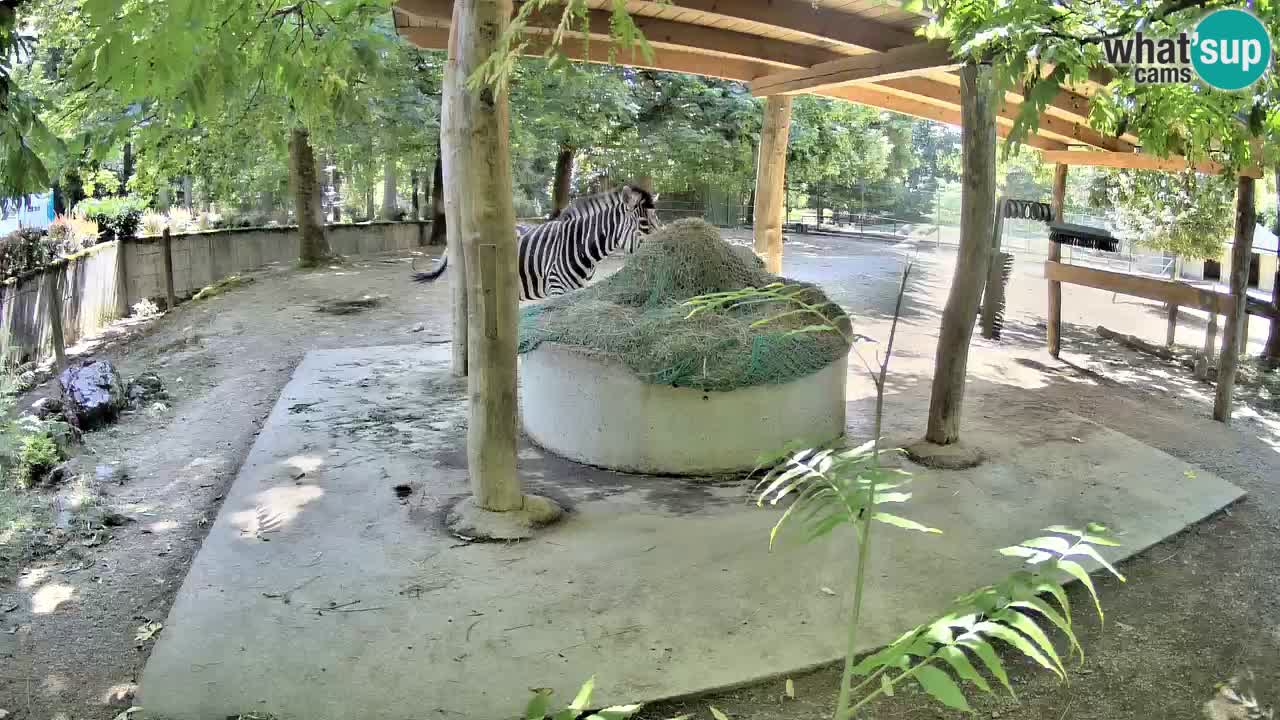 Live Webcam Zebras in Ljubljana ZOO – Slowenien