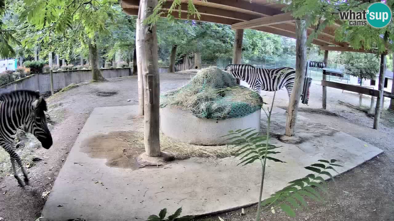 Live Webcam Zebras in Ljubljana ZOO – Slowenien