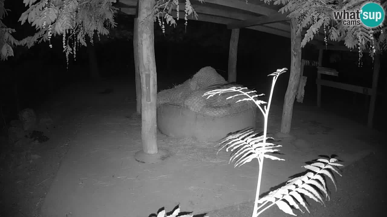 Live Webcam Zebras in Ljubljana ZOO – Slowenien