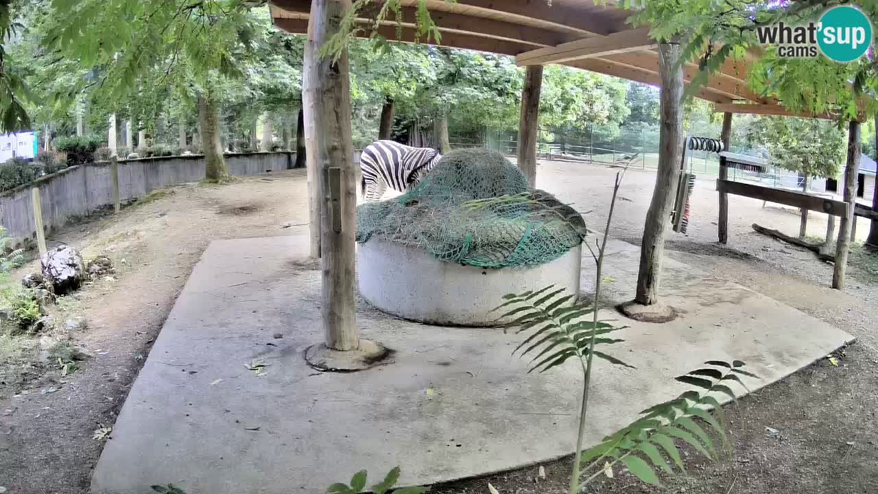 Live Webcam Zebras in Ljubljana ZOO – Slowenien