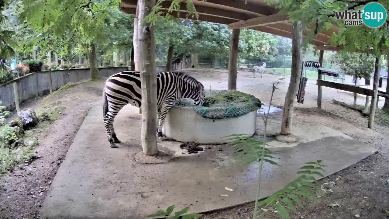 Live Webcam Zebras in Ljubljana ZOO – Slowenien