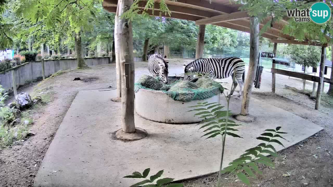 Le Zebre nello ZOO di Ljubljana – Slovenia Live webcam