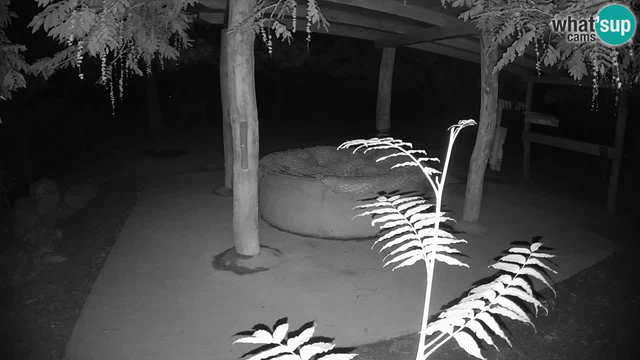 Zebre v živo v živalskem vrtu Ljubljana ZOO spletne kamere