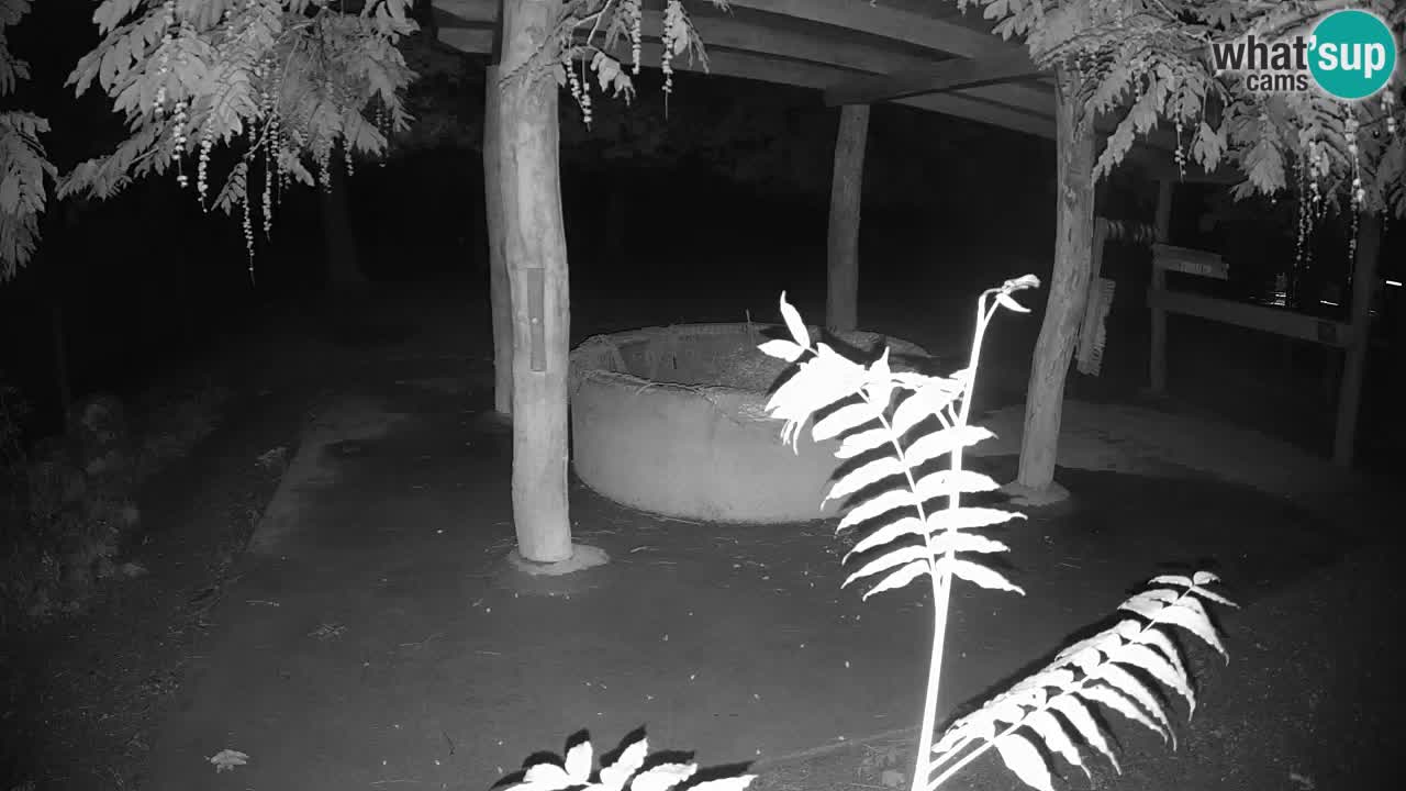 Live Webcam Zebras in Ljubljana ZOO – Slowenien