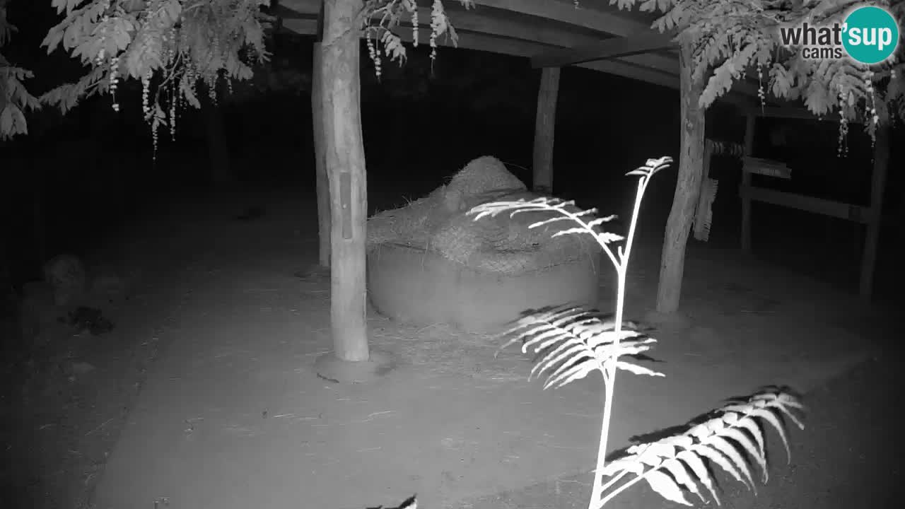 Live Webcam Zebras in Ljubljana ZOO – Slowenien
